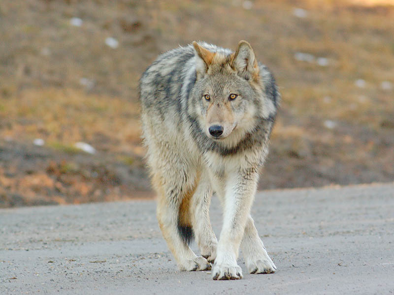 A wolf standing on a road looking at something off-camera.